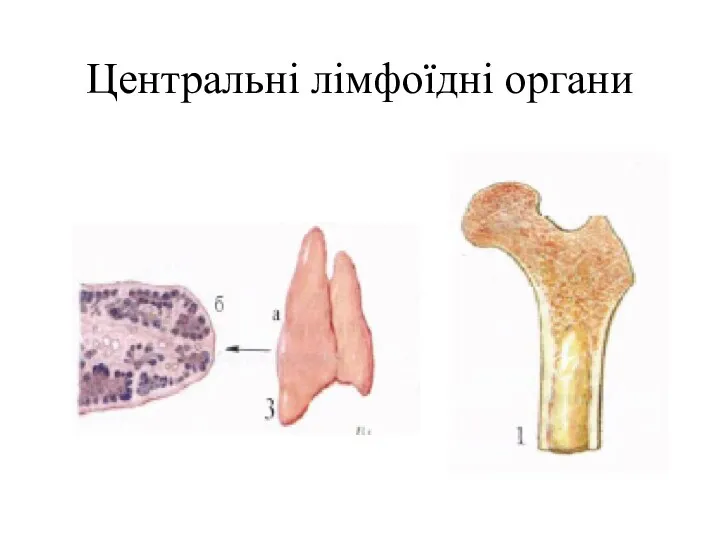 Центральні лімфоїдні органи