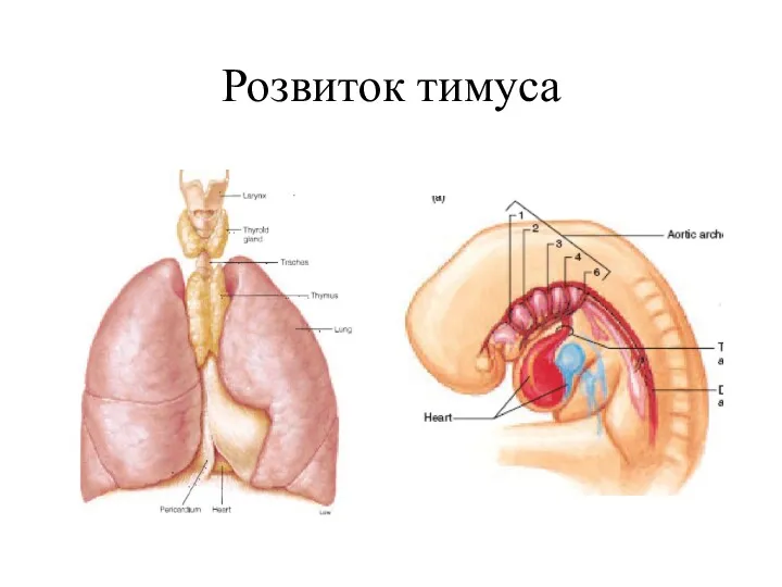 Розвиток тимуса