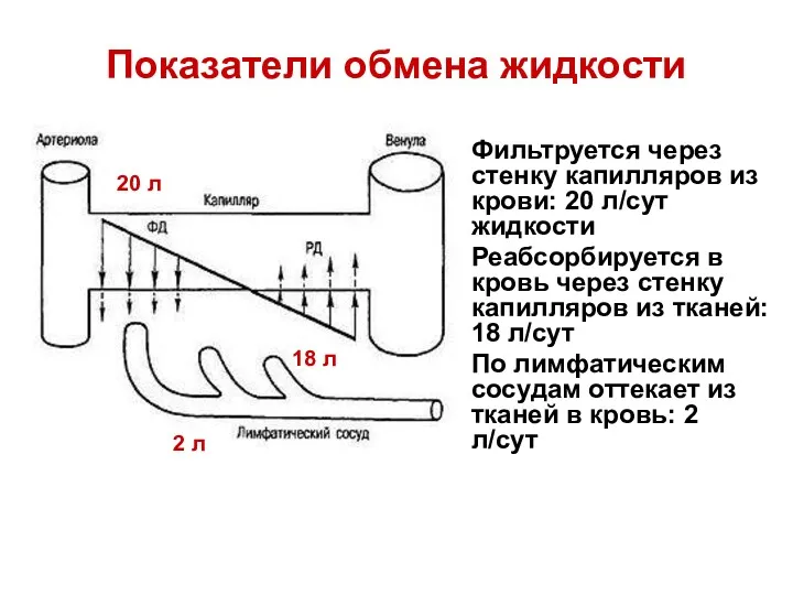 Показатели обмена жидкости Фильтруется через стенку капилляров из крови: 20