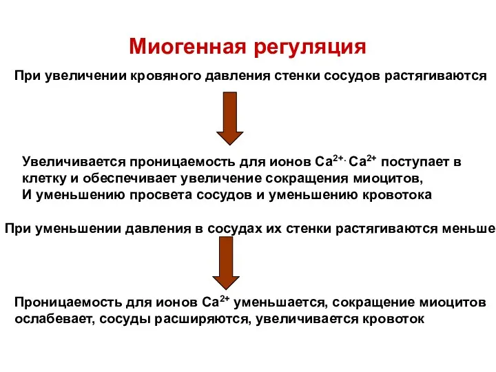 Миогенная регуляция При увеличении кровяного давления стенки сосудов растягиваются Увеличивается