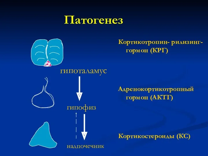 Патогенез Кортикотропин- рилизинг-гормон (КРГ) Адренокортикотропный гормон (АКТГ) Кортикостероиды (КС) гипоталамус гипофиз надпочечник