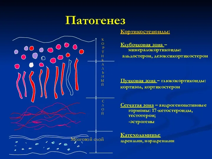 Патогенез Кортикостеноиды: Клубочковая зона – минералокортикоиды: альдостерон, дезоксикортикостерон Пучковая зона