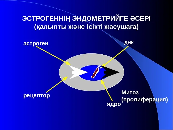 ЭСТРОГЕННІҢ ЭНДОМЕТРИЙГЕ ӘСЕРІ (қалыпты және ісікті жасушаға) § § эстроген ДНК рецептор ядро Митоз (пролиферация)