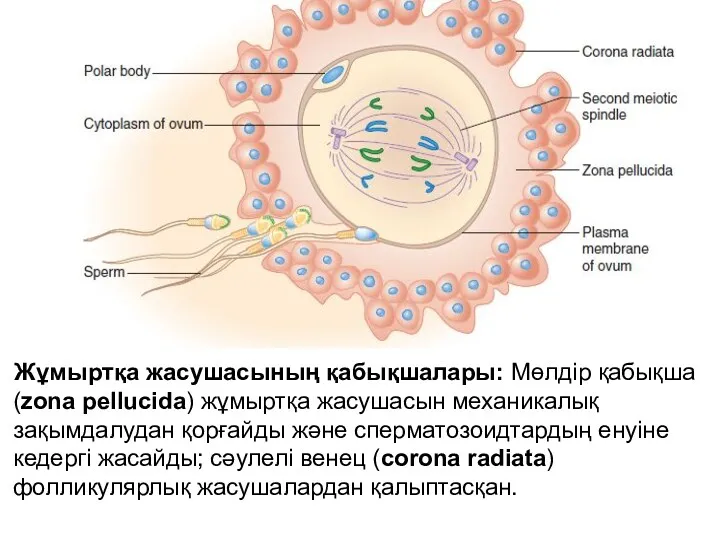Жұмыртқа жасушасының қабықшалары: Мөлдір қабықша (zona pellucida) жұмыртқа жасушасын механикалық зақымдалудан қорғайды және