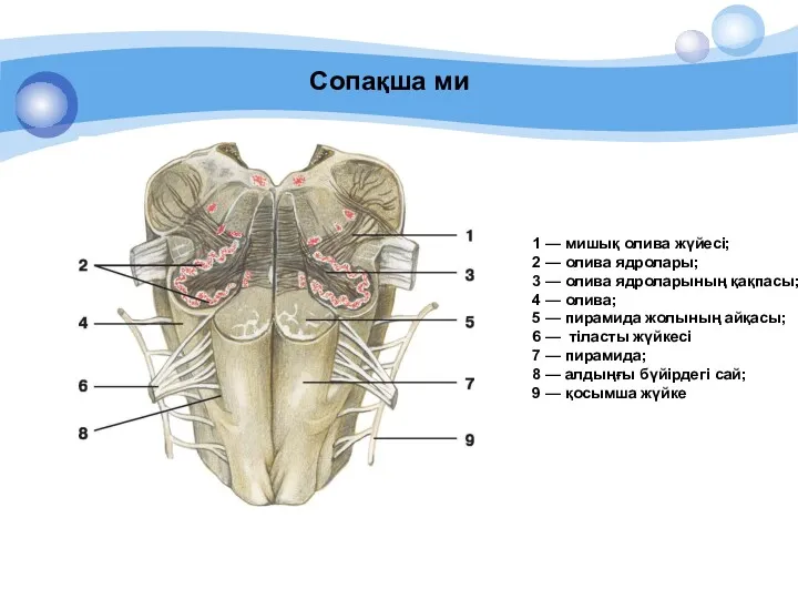 1 — мишық олива жүйесі; 2 — олива ядролары; 3