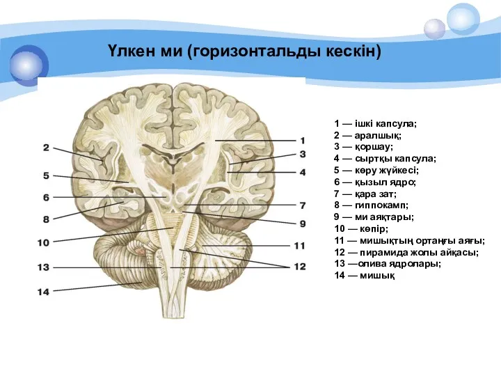 1 — ішкі капсула; 2 — аралшық; 3 — қоршау;