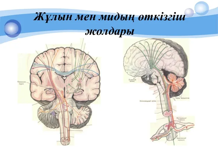 Жұлын мен мидың өткізгіш жолдары