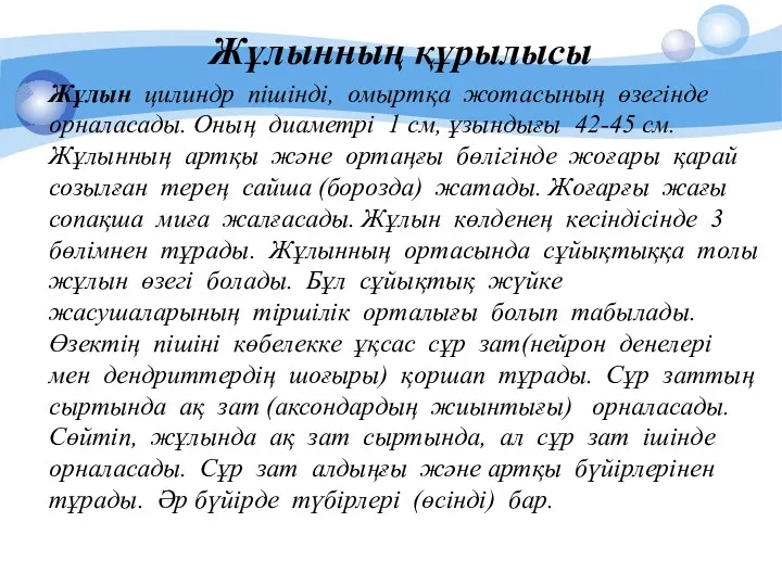 Жұлынның құрылысы Жұлын цилиндр пішінді, омыртқа жотасының өзегінде орналасады. Оның