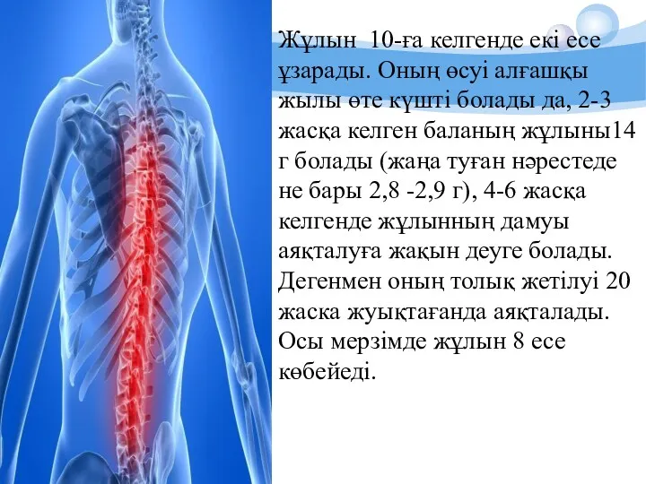 Жұлын 10-ға келгенде екі есе ұзарады. Оның өсуі алғашқы жылы