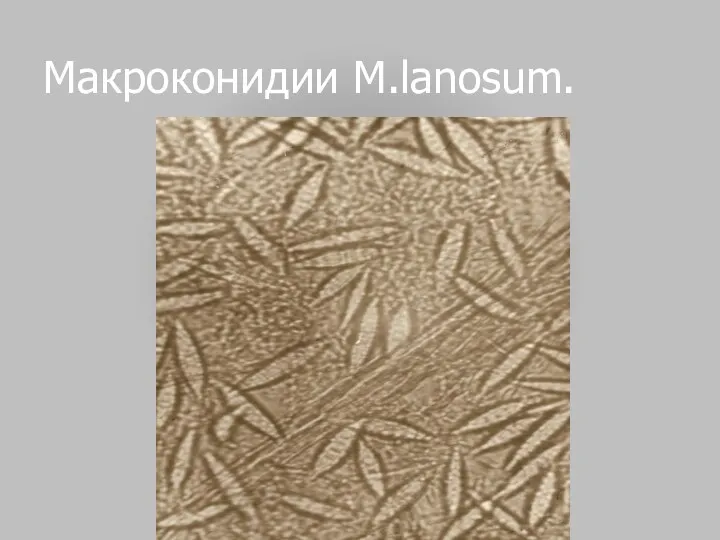 Макроконидии M.lanosum.