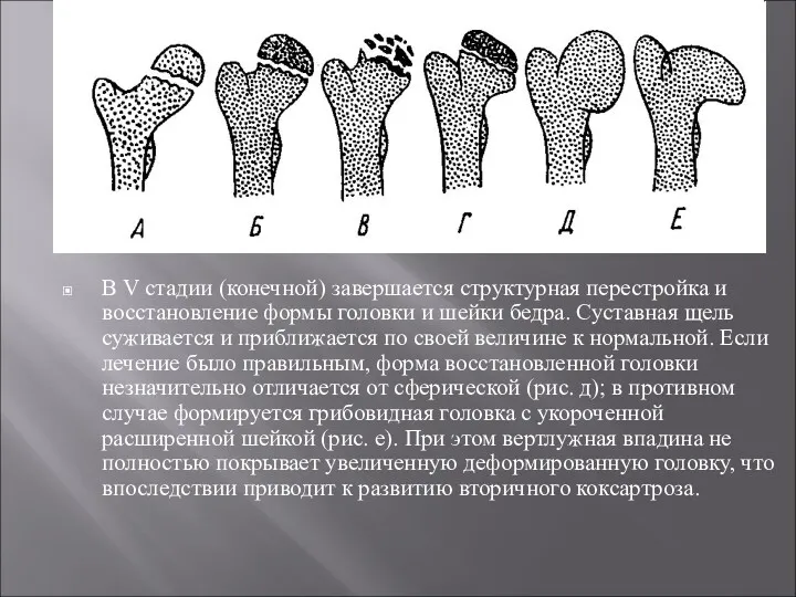 В V стадии (конечной) завершается структурная перестройка и восстановление формы