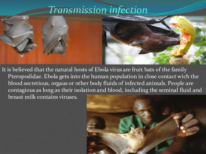 Transmission infection It is believed that the natural hosts of