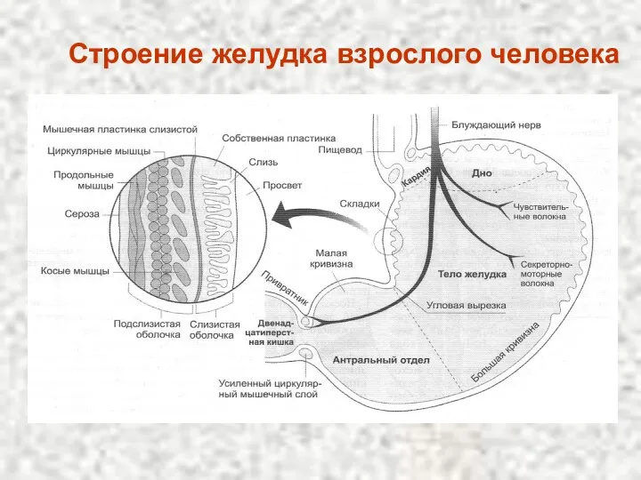 Строение желудка взрослого человека