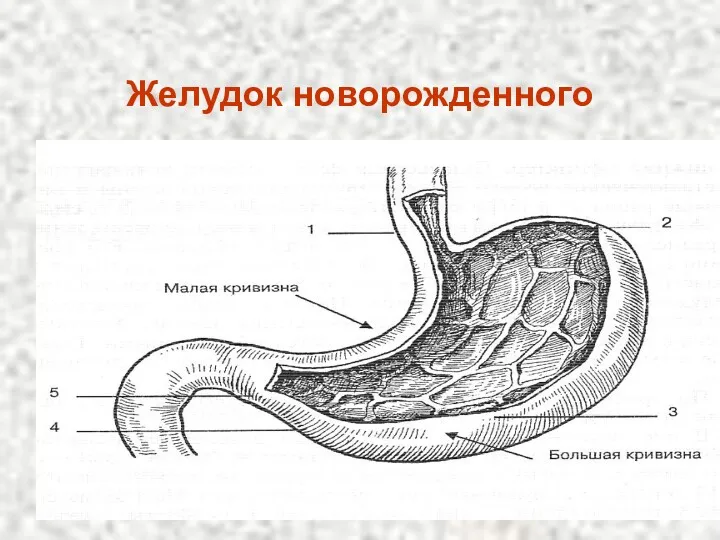 Желудок новорожденного