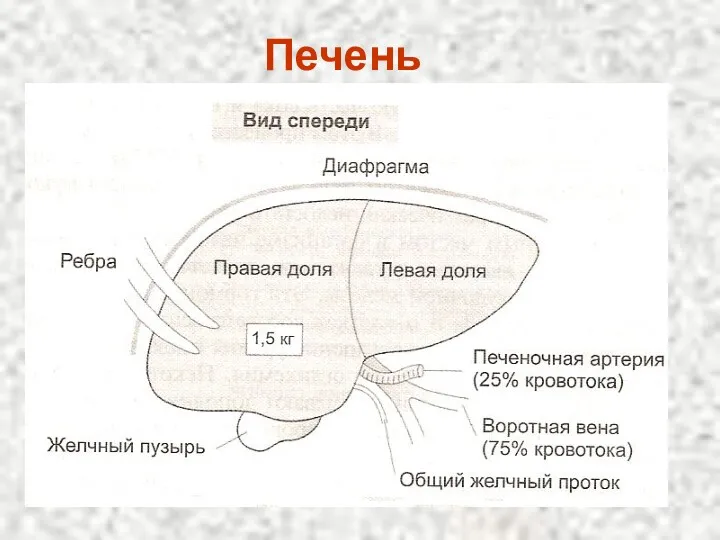 Печень