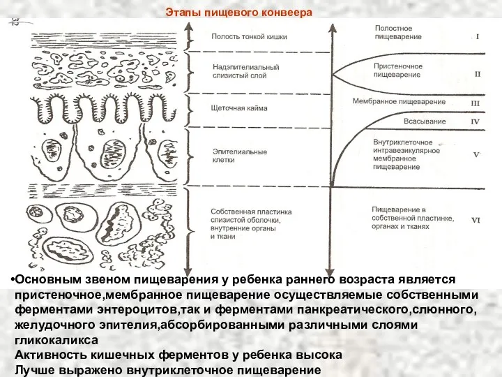 Этапы пищевого конвеера Основным звеном пищеварения у ребенка раннего возраста