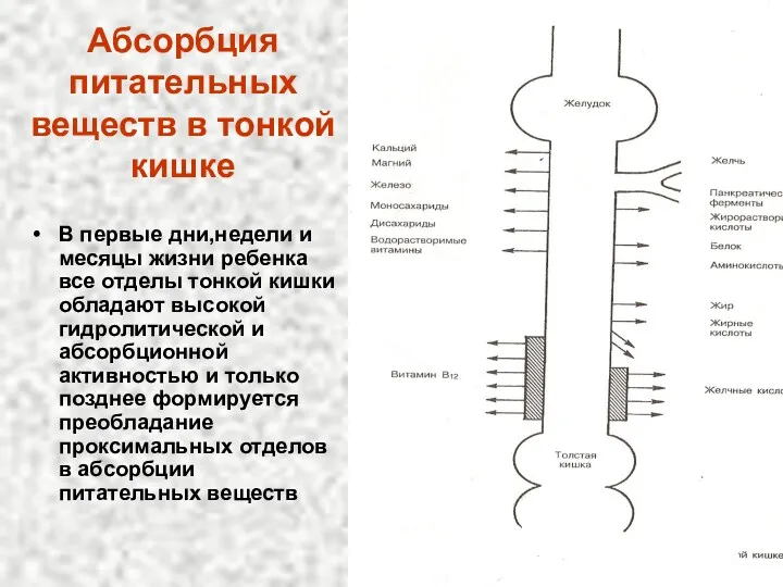 Абсорбция питательных веществ в тонкой кишке В первые дни,недели и