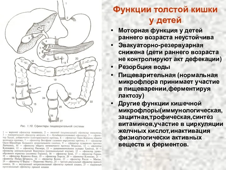 Функции толстой кишки у детей Моторная функция у детей раннего