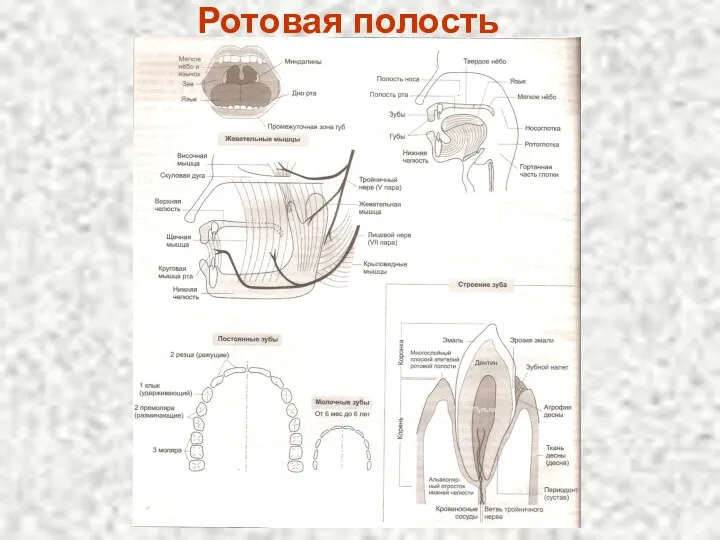 Ротовая полость