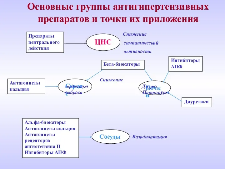 Препараты центрального действия ЦНС Бета-блокаторы Ингибиторы АПФ Антагонисты кальция Сердце