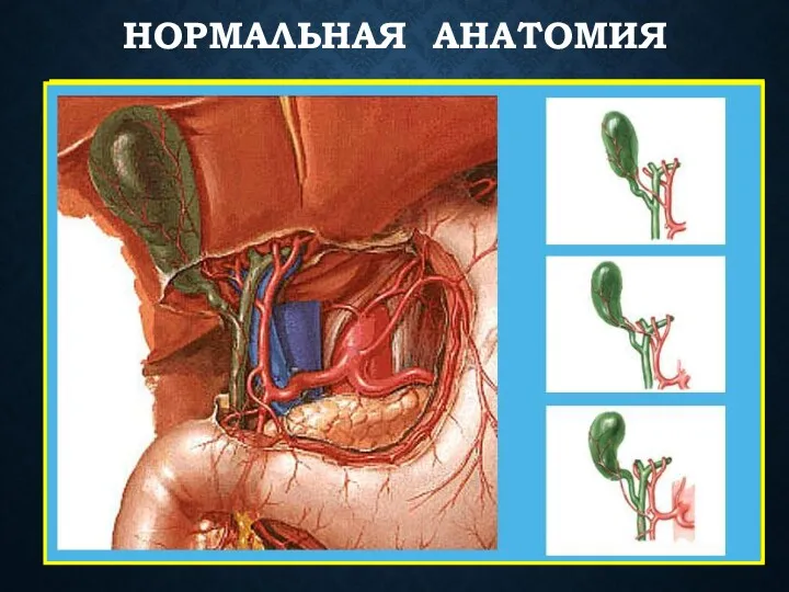 НОРМАЛЬНАЯ АНАТОМИЯ