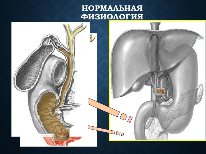 НОРМАЛЬНАЯ ФИЗИОЛОГИЯ H2O