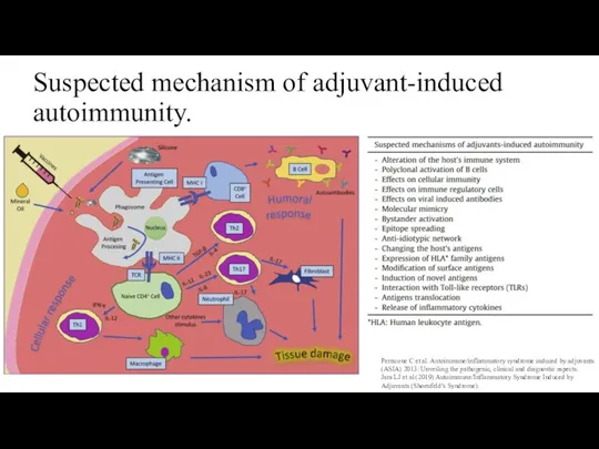 Suspected mechanism of adjuvant-induced autoimmunity. Perricone C et al. Autoimmune/inflammatory