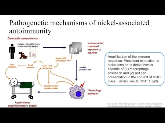 Pathogenetic mechanisms of nickel-associated autoimmunity Amplification of the immune response.