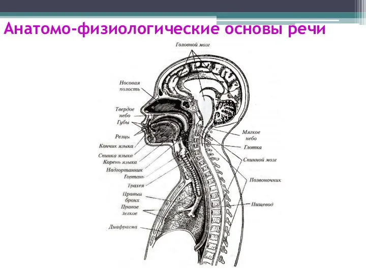 Анатомо-физиологические основы речи