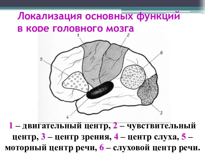 Локализация основных функций в коре головного мозга 1 – двигательный центр, 2 –