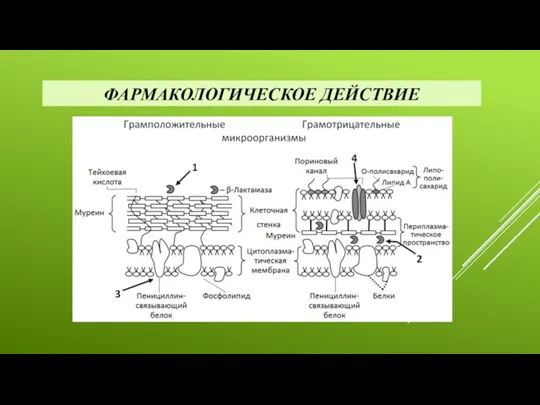 ФАРМАКОЛОГИЧЕСКОЕ ДЕЙСТВИЕ