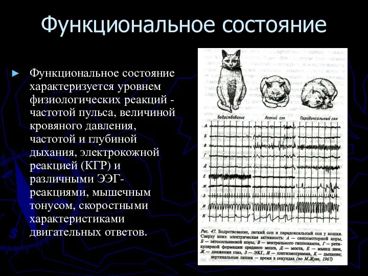 Функциональное состояние Функциональное состояние характеризуется уровнем физиологических реакций - частотой