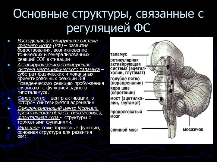 Основные структуры, связанные с регуляцией ФС Восходящая активирующая система среднего