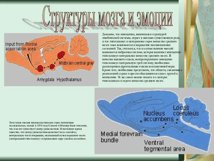 Структуры мозга и эмоции Доказано, что миндалина, являющаяся структурой лимбической