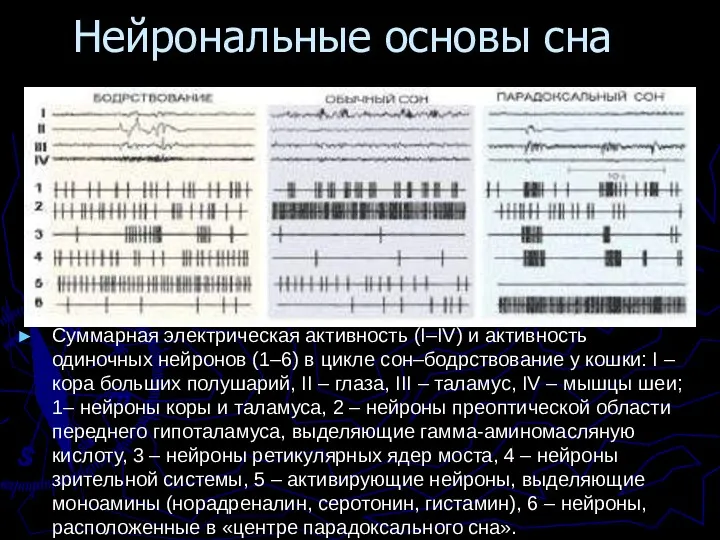 Нейрональные основы сна Суммарная электрическая активность (I–IV) и активность одиночных