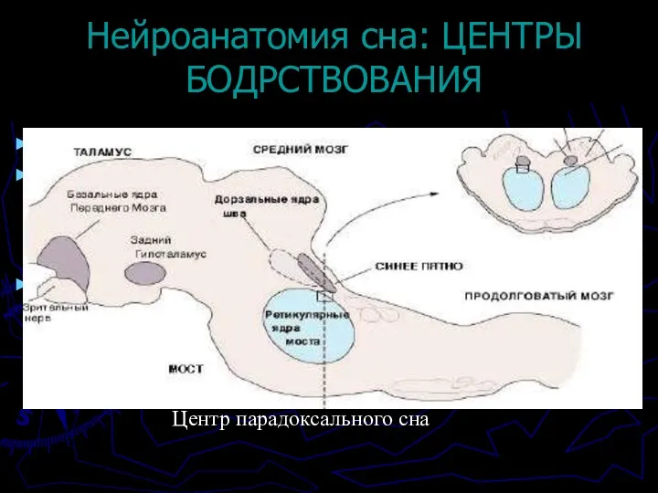 Нейроанатомия сна: ЦЕНТРЫ БОДРСТВОВАНИЯ Центров бодрствования несколько –шесть или семь.