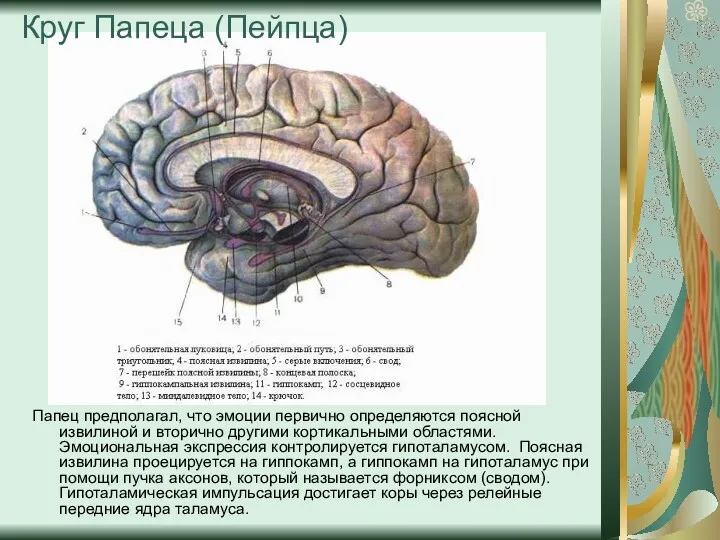 Папец предполагал, что эмоции первично определяются поясной извилиной и вторично