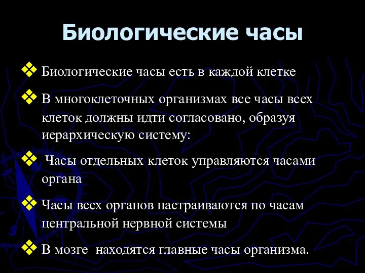 Биологические часы Биологические часы есть в каждой клетке В многоклеточных