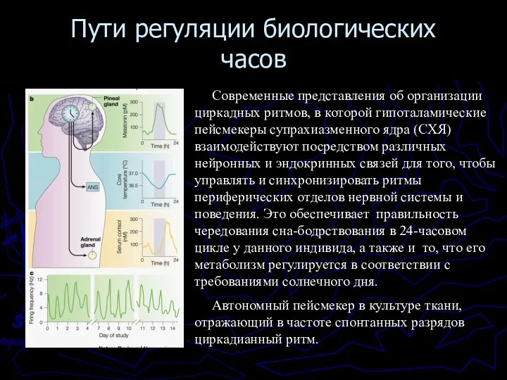 Пути регуляции биологических часов Современные представления об организации циркадных ритмов,