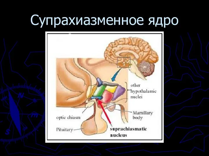 Супрахиазменное ядро