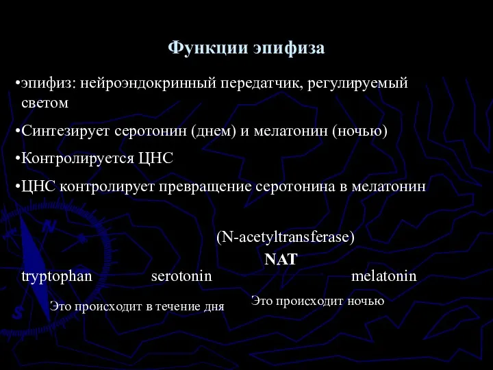 эпифиз: нейроэндокринный передатчик, регулируемый светом Синтезирует серотонин (днем) и мелатонин