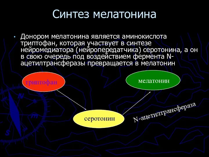 Синтез мелатонина Донором мелатонина является аминокислота триптофан, которая участвует в