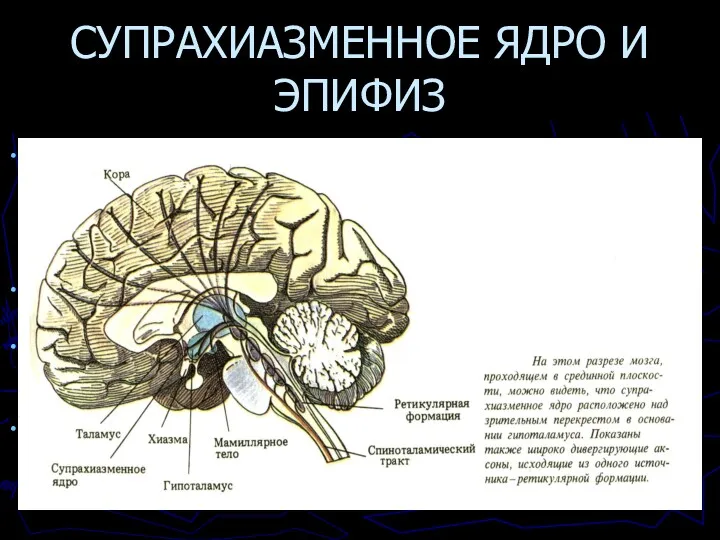 СУПРАХИАЗМЕННОЕ ЯДРО И ЭПИФИЗ Информация об интенсивности окружающего освещения от