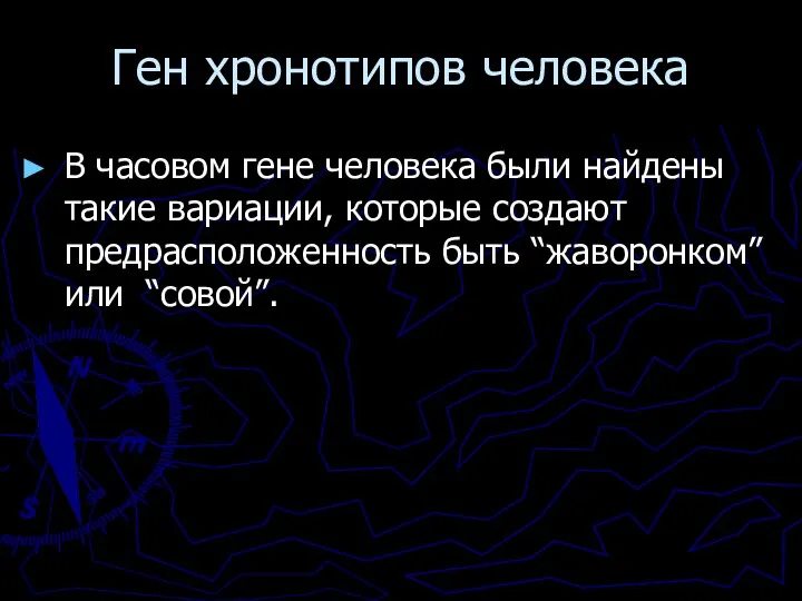 Ген хронотипов человека В часовом гене человека были найдены такие