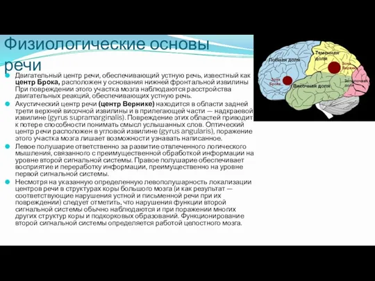 Физиологические основы речи Двигательный центр речи, обеспечивающий устную речь, известный