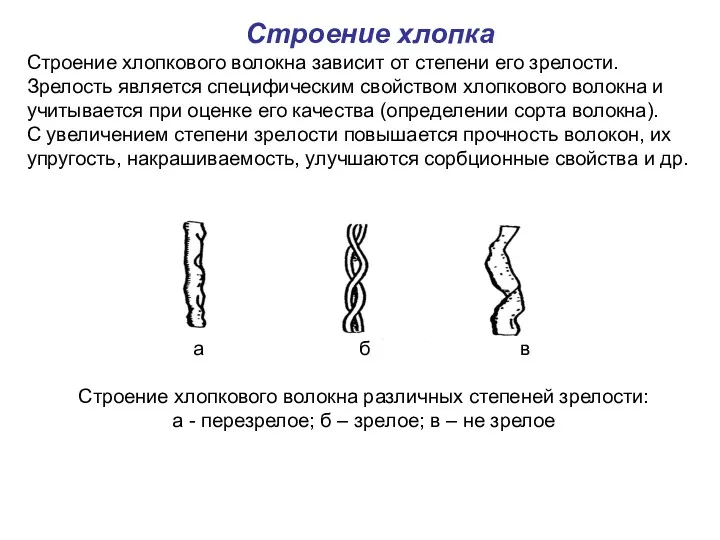 Строение хлопка Строение хлопкового волокна зависит от степени его зрелости.