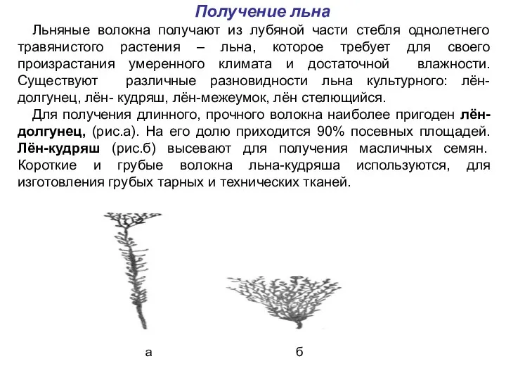 Получение льна Льняные волокна получают из лубяной части стебля однолетнего