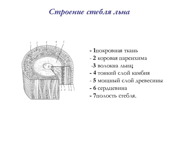 Строение стебля льна - 1покровная ткань - 2 коровая паренхима