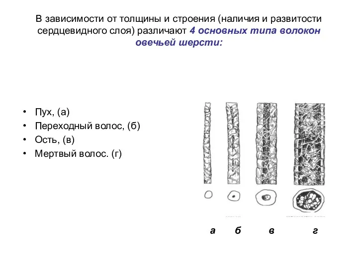 Пух, (а) Переходный волос, (б) Ость, (в) Мертвый волос. (г)