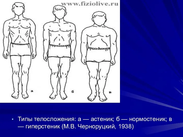 Типы телосложения: а — астеник; б — нормостеник; в — гиперстеник (М.В. Черноруцкий, 1938)